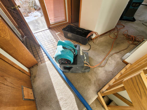 Best Basement water damage restoration  in Whitestown, IN